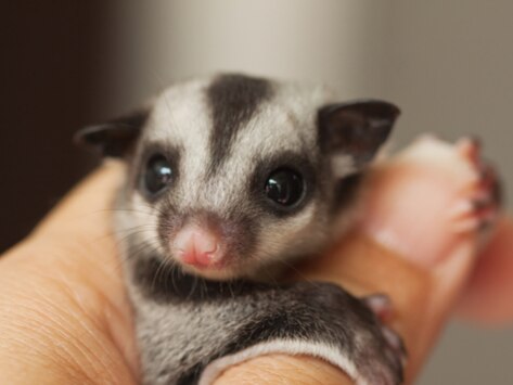 All About Sugar Gliders